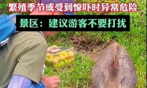 数十头野猪拖家带口乞讨为生！网友惊呆：慈眉善目、点头哈腰……